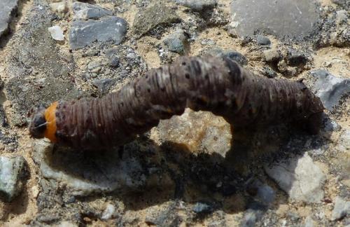 Nychiodes obscuraria